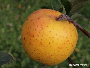 Jabłoń Reneta Zuccalmaglio (Złota Reneta)