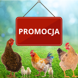 Poidła i karmidła dla drobiu PROMOCJA