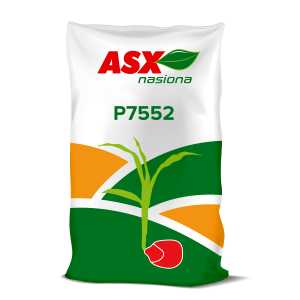 Nasiona kukurydzy P7552 C1 FAO 200-210 50 tys nasion