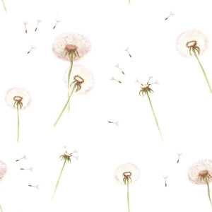 Tapeta Dandelions Dmuchawce