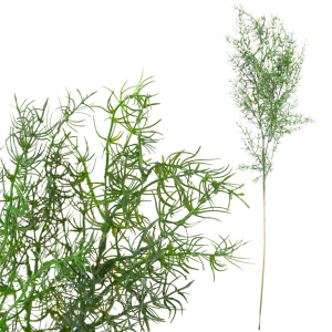 Gałązka dekoracyjna asparagus, sztuczne kwiaty, dodatek do bukietów, 80cm