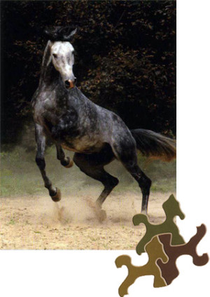 D-Toys-Puzzle 239 Teile: Arabisches Pferd - Unzähmbare Eleganz