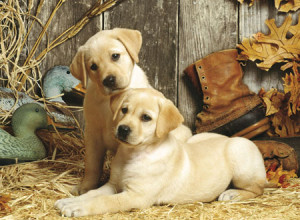 Clementoni-Puzzle 1500 Teile: Schmusende Hunde