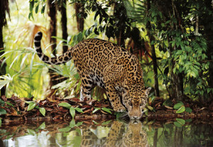 Clementoni-Puzzle 2000 Teile: Leopard