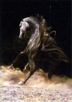 Graues Pferd