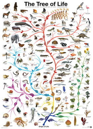 Eurographics-Puzzle 1000 Teile: Evolution - Der Baum des Lebens
