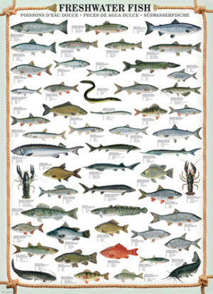 Eurographics-Puzzle 1000 Teile: Süßwasserfische