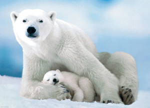 Eurographics-Puzzle 1000 Teile: Eisbär und Baby