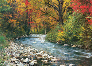 Eurographics-Puzzle 1000 Teile: Strom im Wald