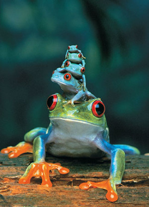 Eurographics-Puzzle 1000 Teile: Rotäugiger Baumfrosch
