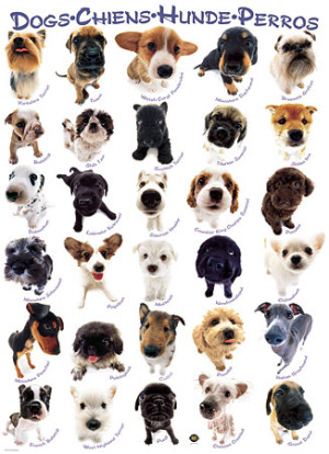 Eurographics-Puzzle 300 Teile: Hunde