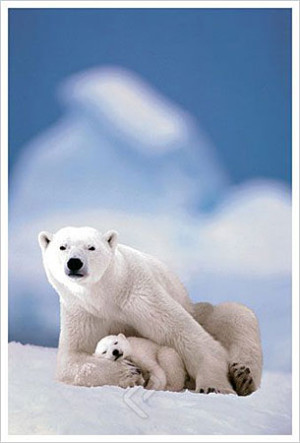 Eurographics-Puzzle 1000 Teile: Eisbär & Baby