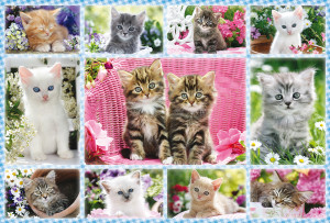 Schmidt-Spiele-Puzzle 100 Teile: Katzenbabys