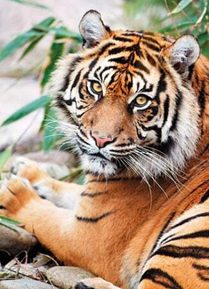 Tigerportrait