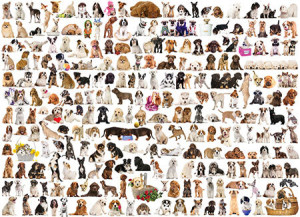 Welt der Hunde
