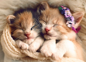 Trefl Puzzle-Puzzle 500 Teile: Schlafende Katzen
