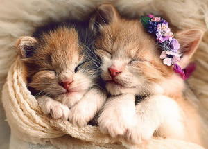 Schlafende Katzen
