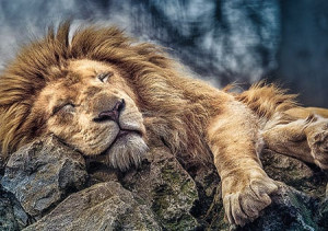 Trefl Puzzle-Puzzle 1000 Teile: Der schlafende Löwe