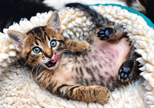 Die lustige Katze
