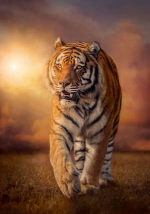Clementoni-Puzzle 1500 Teile: Heranschleichender Tiger