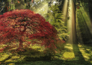 Heye-Puzzle 1000 Teile: Magischer Wald