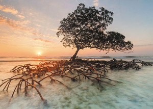Heye-Puzzle 1000 Teile: Rote Mangroven