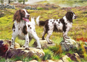 Spaniels im Moor
