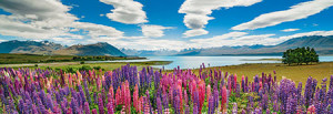 Heye-Puzzle 1000 Teile: Edition Humboldt - Lake Tekapo