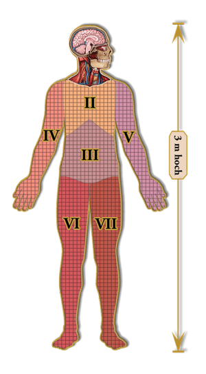 Dr. Livingstons-Puzzle 538 Teile: Dr. Livingstons Anatomiepuzzle: Der menschliche Kopf (1 von 7)