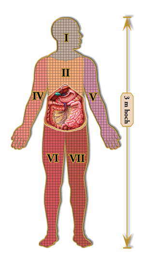 Dr. Livingstons-Puzzle 577 Teile: Dr. Livingstons Anatomiepuzzle: Der menschlicheBauch (3 von 7)