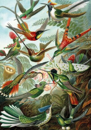 Kolibris, Haeckel