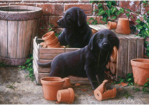 Drollige Hundewelpen