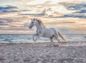 Ravensburger-Puzzle 500 Teile: Pferd am Strand