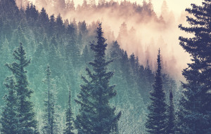 Ravensburger-Puzzle 200 Teile: Moment - Wald
