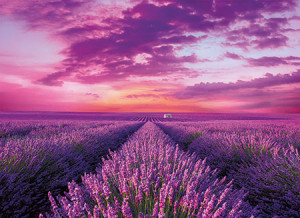 Clementoni-Puzzle 1000 Teile: Lavendel-Feld