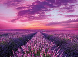 Lavendel-Feld