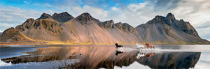 Heye-Puzzle 1000 Teile: Edition Humboldt - Islandpferde
