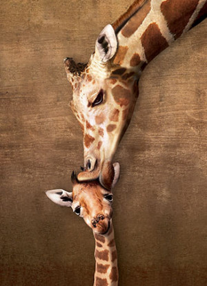 Eurographics-Puzzle 500 Teile: Kuss der Giraffenmutter