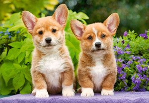 Süße Corgiwelpen