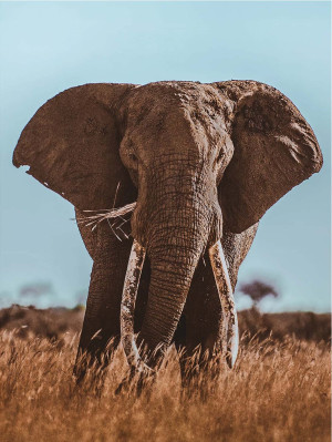 Ambassador-Puzzle 1000 Teile: Afrikanischer Elefant (Donal Boyd)