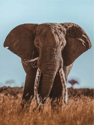 Afrikanischer Elefant (Donal Boyd)