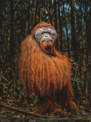 Orang-Utan (Donal Boyd)