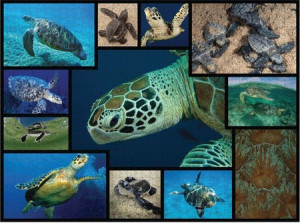 WWF präsentiert: Meeresschildkröten