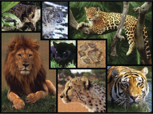 Ambassador-Puzzle 1000 Teile: WWF präsentiert:Wildkatzen