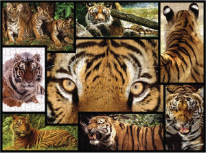 Ambassador-Puzzle 1000 Teile: WWF präsentiert: Tiger