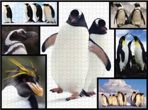 Ambassador-Puzzle 1000 Teile: WWF präsentiert: Pinguine