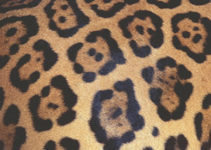 Challenge Leopard