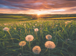 Ravensburger-Puzzle 500 Teile: Pusteblumen im Sonnenuntergang