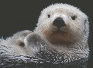 Süßer kleiner Otter