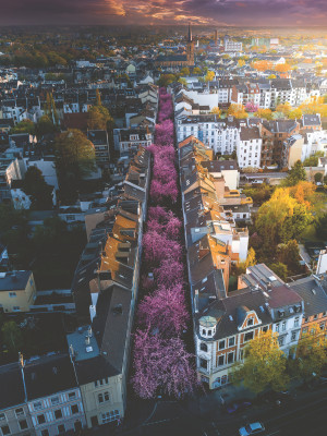 Ravensburger-Puzzle 1500 Teile: Blühendes Bonn
